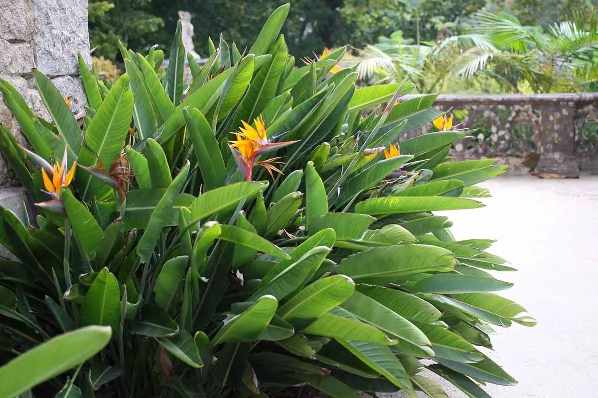 Una imagen horizontal de plantas de ave del paraíso (Strelitzia reginae) que crecen en un borde fuera de una residencia de piedra.