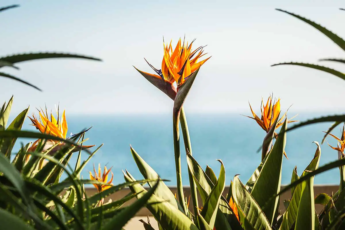 Una imagen horizontal de cerca de las plantas de ave del paraíso que crecen en una maceta en un balcón con el mar al fondo.