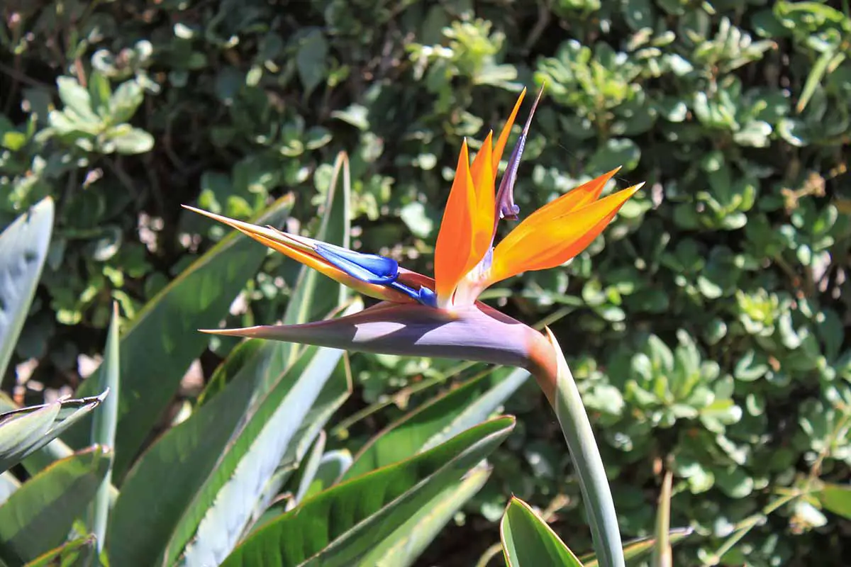 Una imagen horizontal de cerca de una flor de ave del paraíso (Strelitzia) de colores brillantes representada creciendo en un jardín soleado con follaje en un enfoque suave en el fondo.