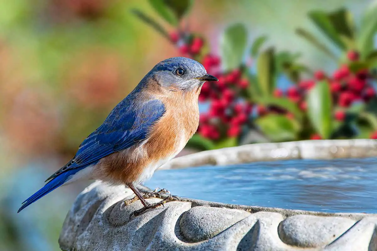 Una imagen horizontal de primer plano de un pájaro posado en el borde de una fuente de agua a punto de zambullirse.