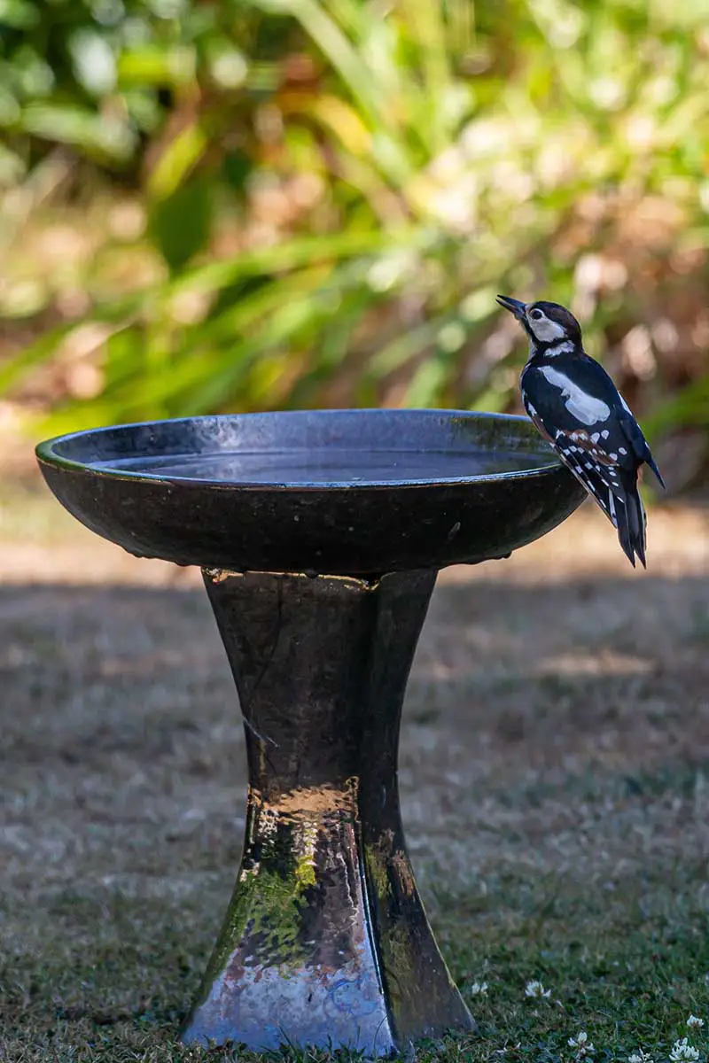 Una imagen vertical de primer plano de un pequeño pájaro posado en el borde de una fuente de agua independiente en el jardín.