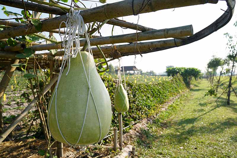 Una imagen horizontal de primer plano de los frutos de Lagenaria siceraria que crecen en un enrejado apoyado con bolsas de hilo.