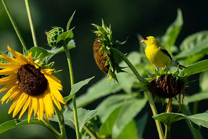 Una imagen horizontal de cerca de grandes flores amarillas en el jardín con un pájaro alimentándose de las semillas, fotografiada bajo el sol brillante con follaje en un fondo de enfoque suave.