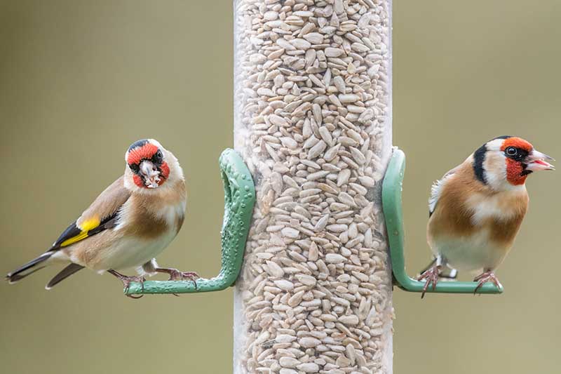 Un primer plano de dos pájaros en un alimentador que contiene semillas en un fondo de enfoque suave.
