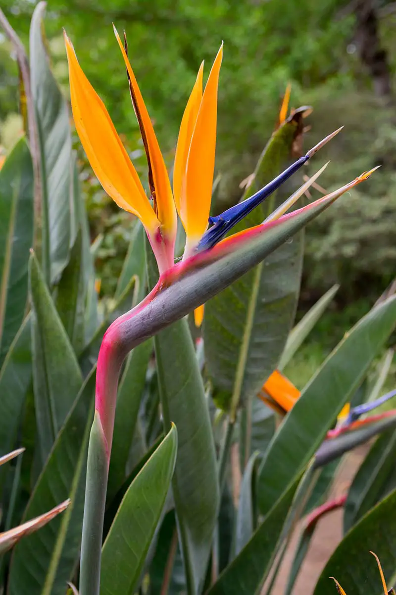 Una imagen vertical de cerca de las plantas de ave del paraíso que crecen en el jardín representada en un fondo de enfoque suave.
