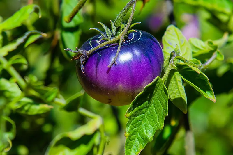 Un primer plano de un tomate reliquia de 'Belleza Negra' de color azul púrpura brillante que crece en la vid, fotografiado bajo el sol brillante sobre un fondo verde de enfoque suave.