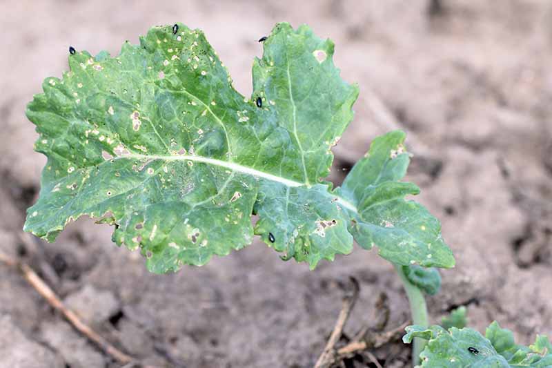 Un primer plano de una hoja verde de Brassica oleracea cubierta de agujeros con los bordes de la hoja irregulares y comidos.  Hay pequeños escarabajos negros por todas partes, responsables del daño.  El fondo es suelo en foco suave.