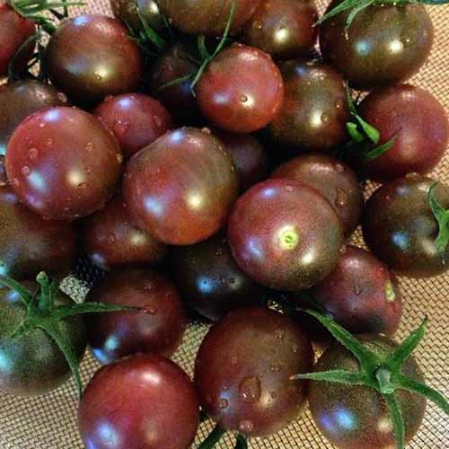 Un primer plano de los tomates 'Black Cherry' recién cosechados.