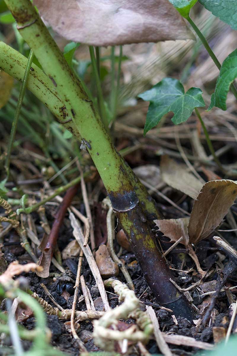 Una imagen vertical de cerca de una planta que sufre una devastadora infección viral conocida como muerte negra.