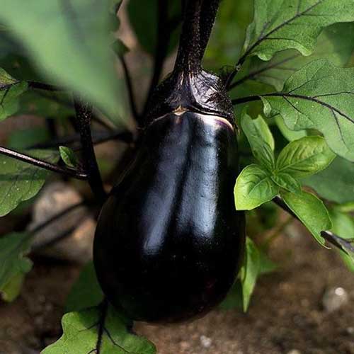 Un primer plano de una variedad de berenjena 'Black Egg' que crece en la planta con el característico cáliz negro, rodeada de follaje verde sobre un fondo de enfoque suave.