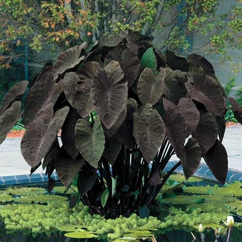 Una imagen cuadrada de cerca de la planta de orejas de elefante 'Black Magic' que crece en el jardín.