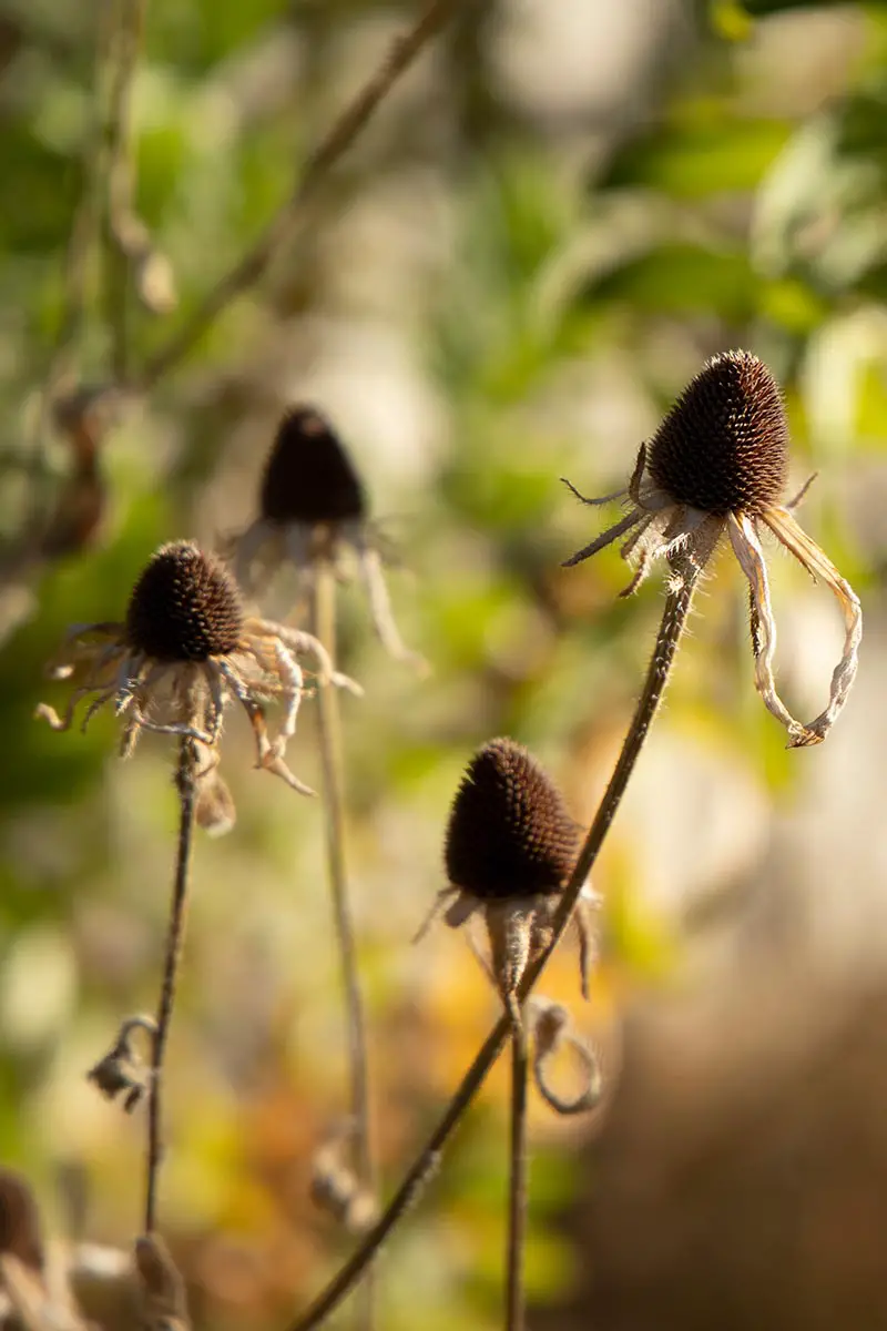 Una imagen vertical de cerca de conos de semillas secas de flores Susan de ojos negros fotografiadas a la luz del sol otoñal sobre un fondo de enfoque suave.