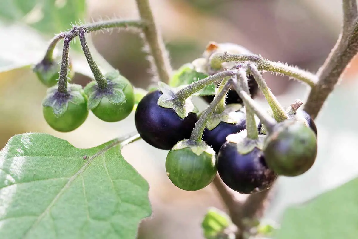 Una imagen horizontal de primer plano del fruto de Solanum nigrum, también conocido como hierba mora negra.