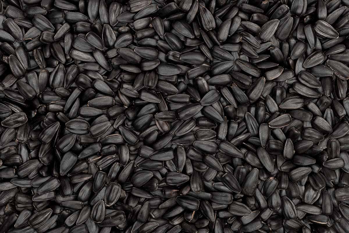 Una imagen horizontal de cerca de una gran cantidad de semillas de girasol negras.