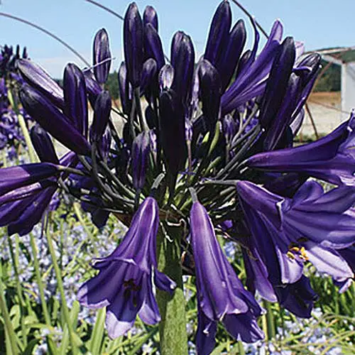 Una imagen cuadrada de cerca de una flor de color morado oscuro 'Black Pantha' que crece en el jardín con el cielo azul en el fondo.