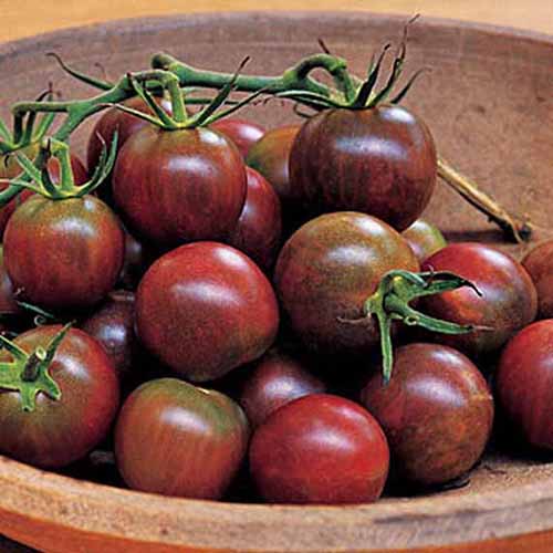 Un primer plano de un cuenco de madera que contiene fruta de color rojo intenso del cultivar de tomate 'Black Pearl'.  Algunos tienen las vides todavía unidas.