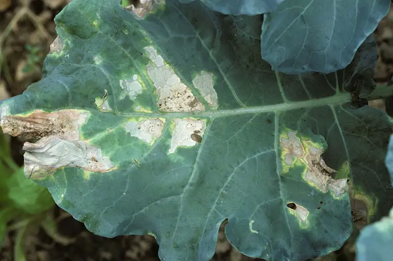 Una imagen horizontal de primer plano de hojas de col que muestra lesiones conocidas como podredumbre negra, causada por Xanthomonas campestris.