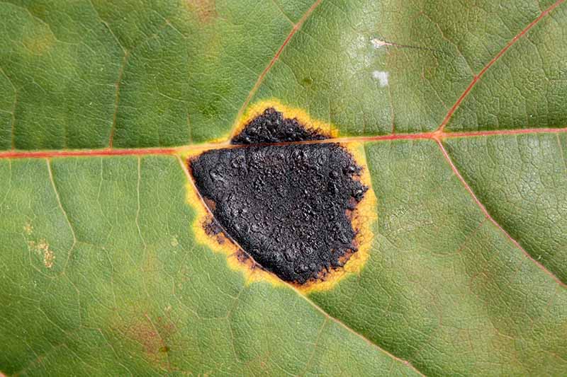 Una imagen horizontal de primer plano de los síntomas de una enfermedad llamada mancha de alquitrán negro en una hoja de Acer platanoides.