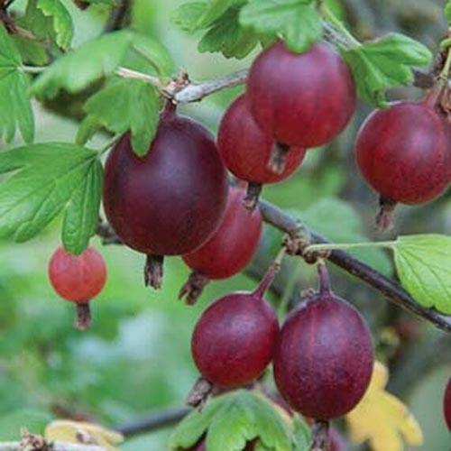 Un primer plano de los frutos rojos oscuros de Ribes uva-crispa 'Black Velvet' que crecen en el jardín.
