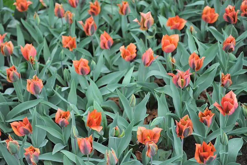 Una imagen horizontal de cerca de tulipanes Viridiflora rojos y negros que crecen en el jardín, rodeados de follaje.