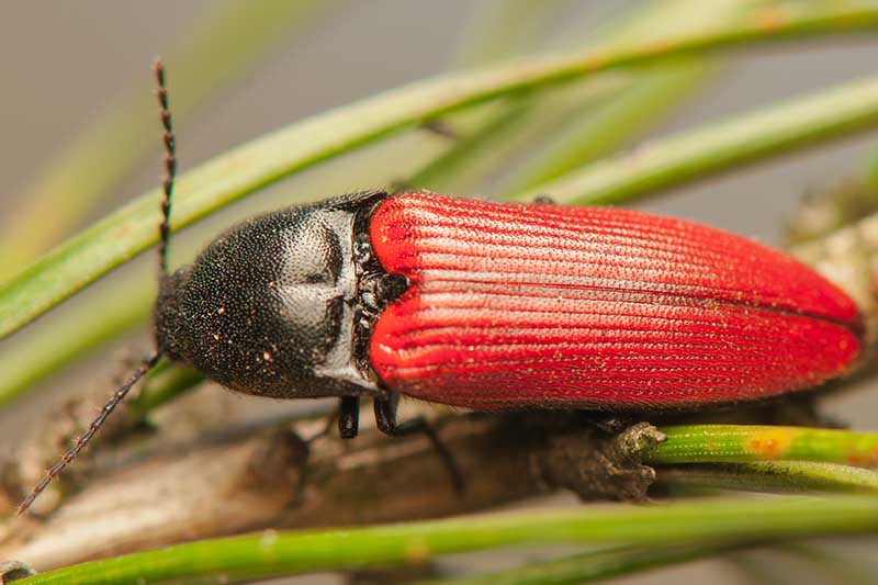 Una imagen horizontal de primer plano de un escarabajo de clic rojo y negro que descansa sobre un tallo representado en un fondo de enfoque suave.