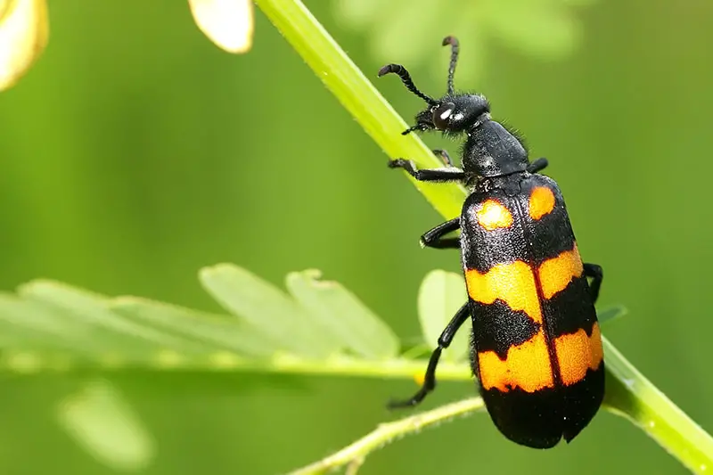 Una imagen horizontal de primer plano de un escarabajo blister negro y amarillo en el tallo de una planta representada en un fondo de enfoque suave.
