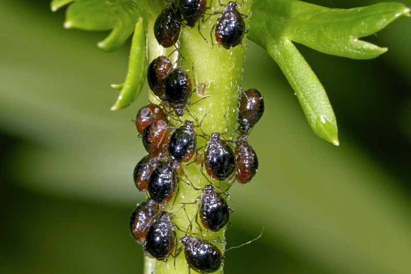 Un grupo de áfidos de frijol negro (Aphis fabae) en el tallo de una planta.  Imagen macro.