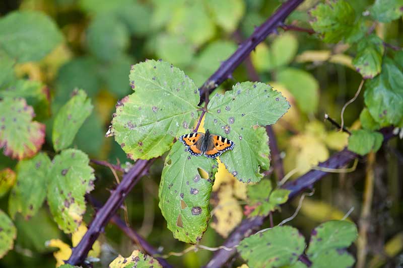 Una imagen horizontal de cerca de un arbusto de mora que sufre de antracnosis con una mariposa en el follaje.