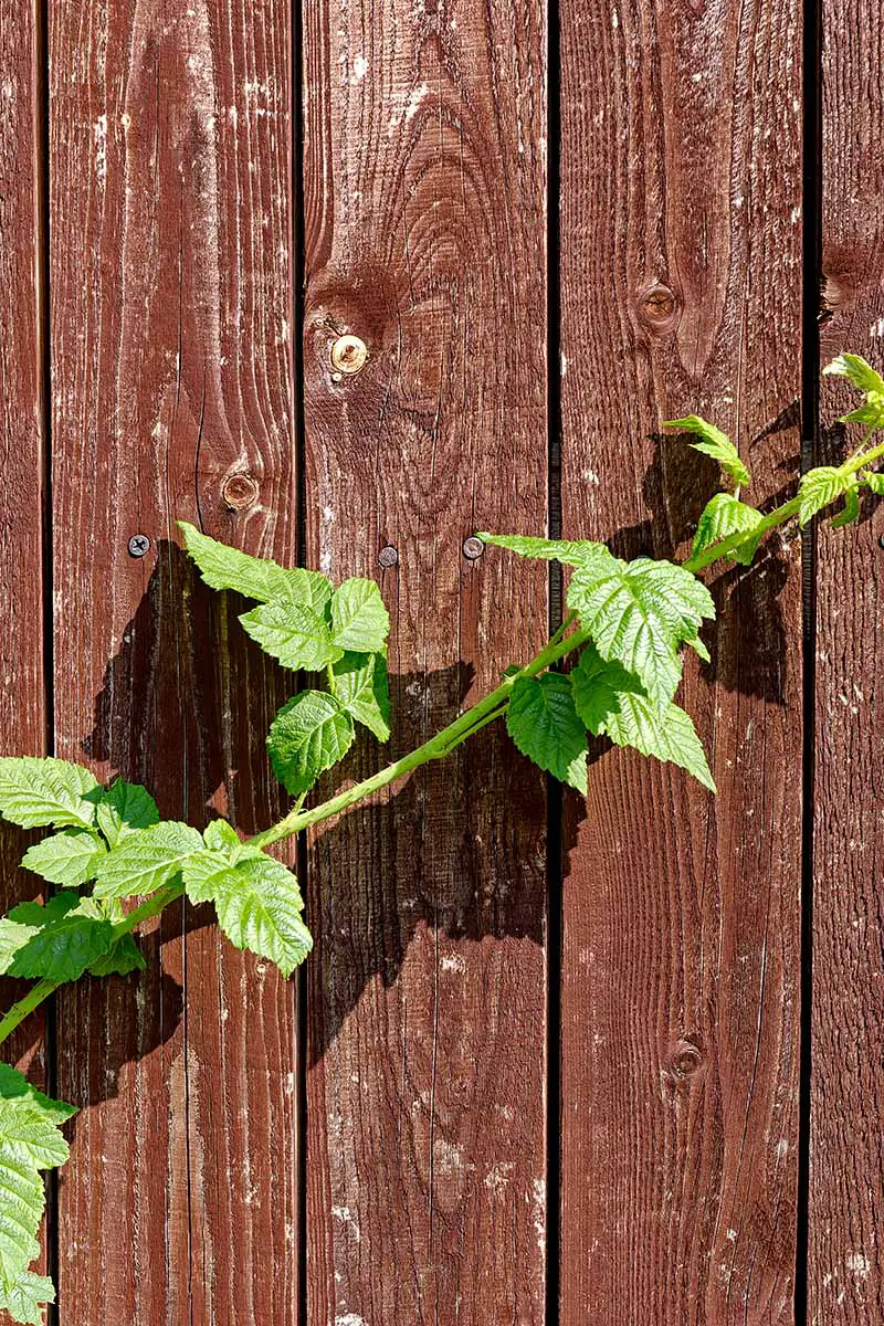Una imagen vertical de primer plano de un Rubus primocane que crece en una pared de madera.