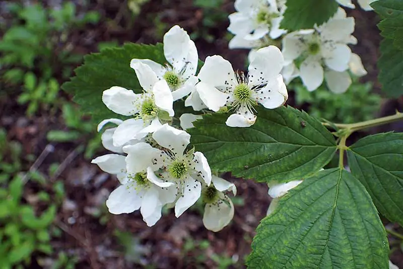 Una imagen horizontal de primer plano del follaje y las flores blancas de Rubus allegheniensis que crecen de forma silvestre.