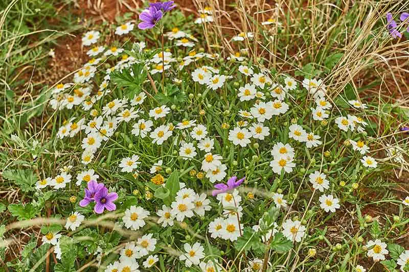 Un primer plano de un grupo de flores de margarita de pie negro que crecen en un prado de flores silvestres.