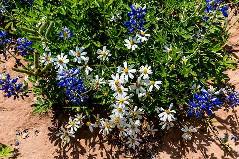 Una imagen de arriba hacia abajo de la margarita de pie negro que crece en suelo pobre en el jardín, con flores azules, fotografiada bajo el sol brillante.