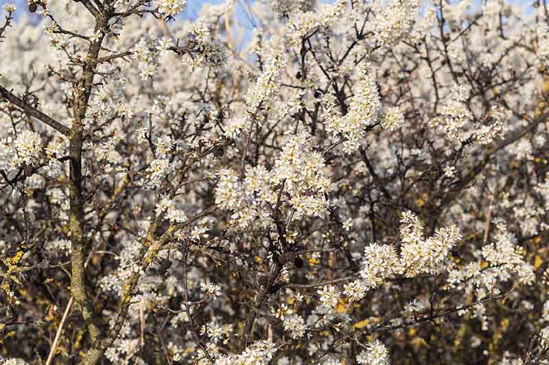 Un primer plano de la floración primaveral del arbusto endrino a la luz del sol.