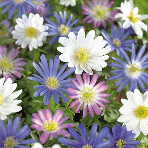 Una imagen cuadrada de primer plano de flores blandas de anémona azul, rosa y blanca que crecen en el jardín representadas en un fondo de enfoque suave.