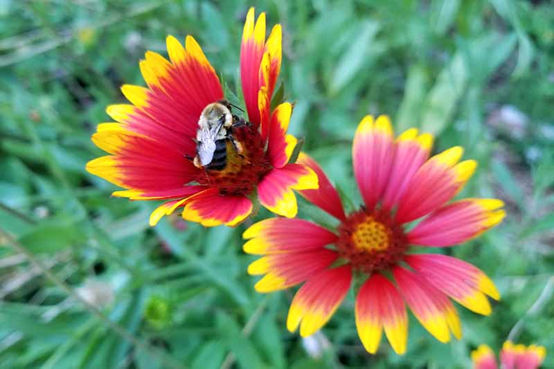 Imagen de cierre de una abeja polinizando flores de manta rojas y amarillas, con un fondo de follaje verde en un enfoque suave.