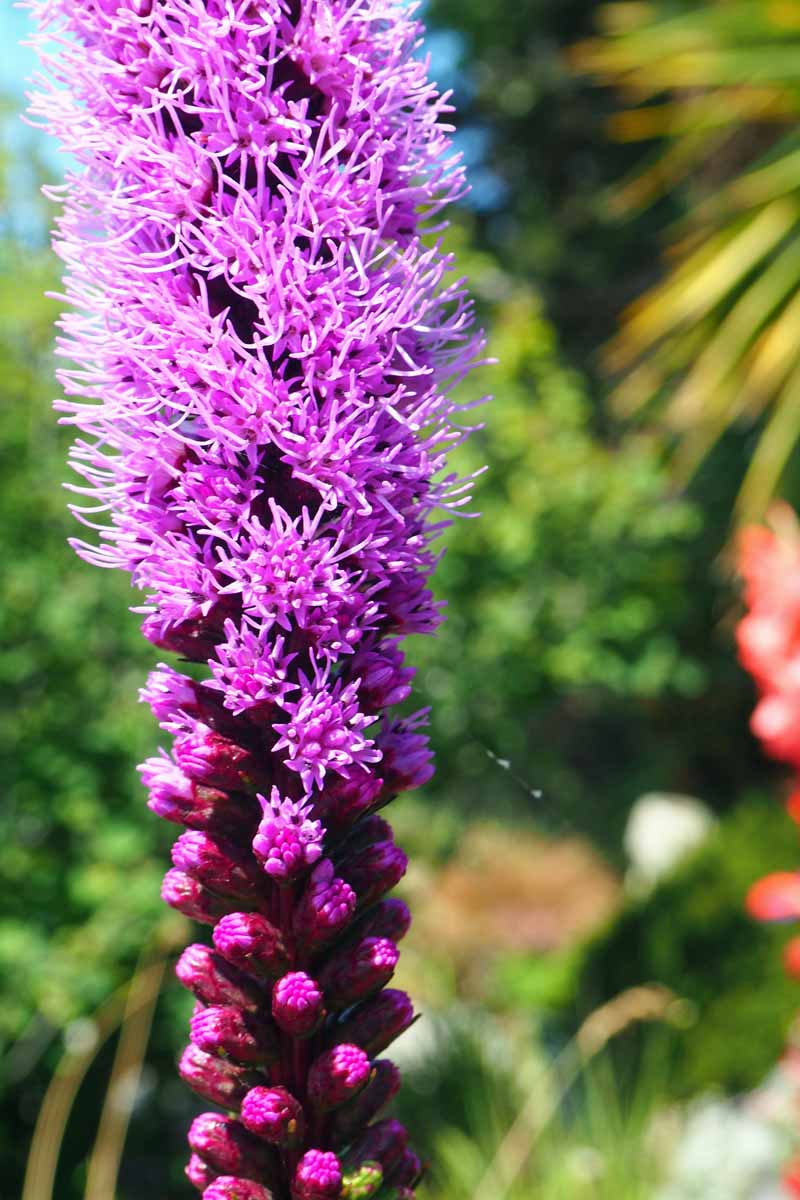 Primer plano de un solo tallo de flor púrpura de una planta de estrella resplandeciente representada en un fondo de enfoque suave.