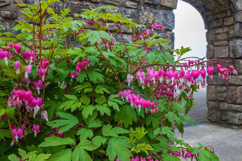 Una gran planta de corazón sangrante, en plena floración con flores rosadas que crecen frente a un gran muro de piedra con un arco en el fondo.