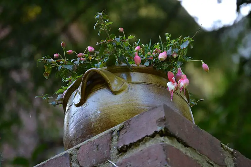 Una imagen horizontal de cerca de las flores de Lamprocapnos spectabilis que crecen en un recipiente de cerámica en la parte superior de una pared de ladrillo representada en un fondo de enfoque suave.