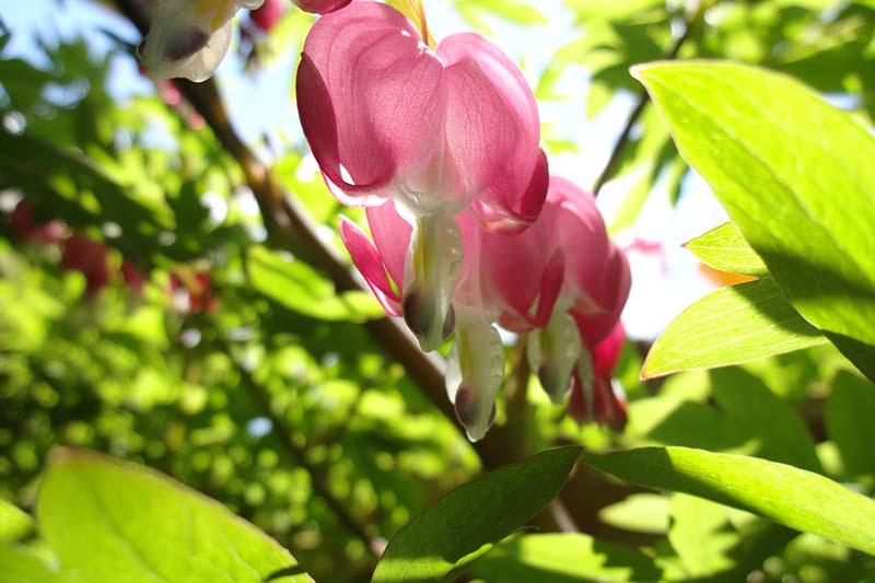 Una imagen horizontal de primer plano de una planta de corazón sangrante con flores rosas que crecen bajo el sol de la tarde en el jardín.
