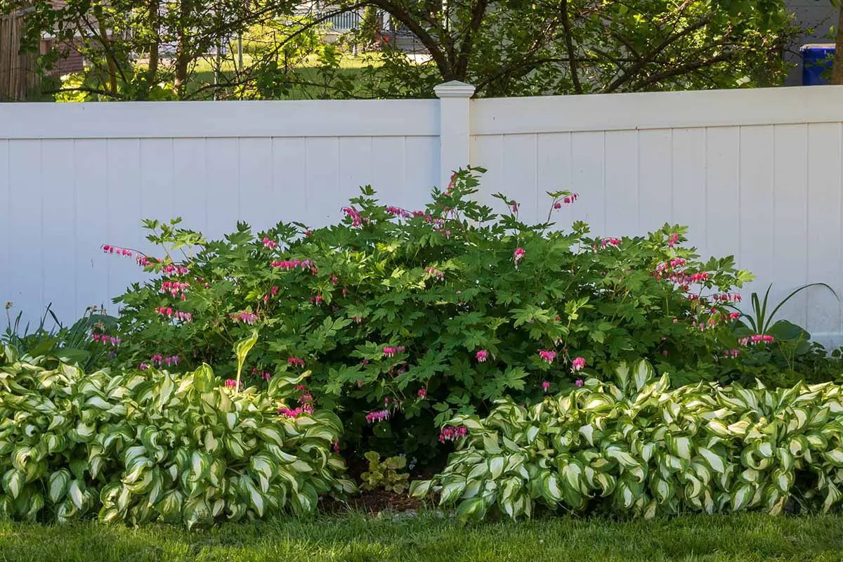 Una imagen horizontal de un gran arbusto de corazón sangrante (Lamprocapnos spectabilis) que crece con hostas frente a una cerca de madera blanca con una escena de jardín en un enfoque suave en el fondo.