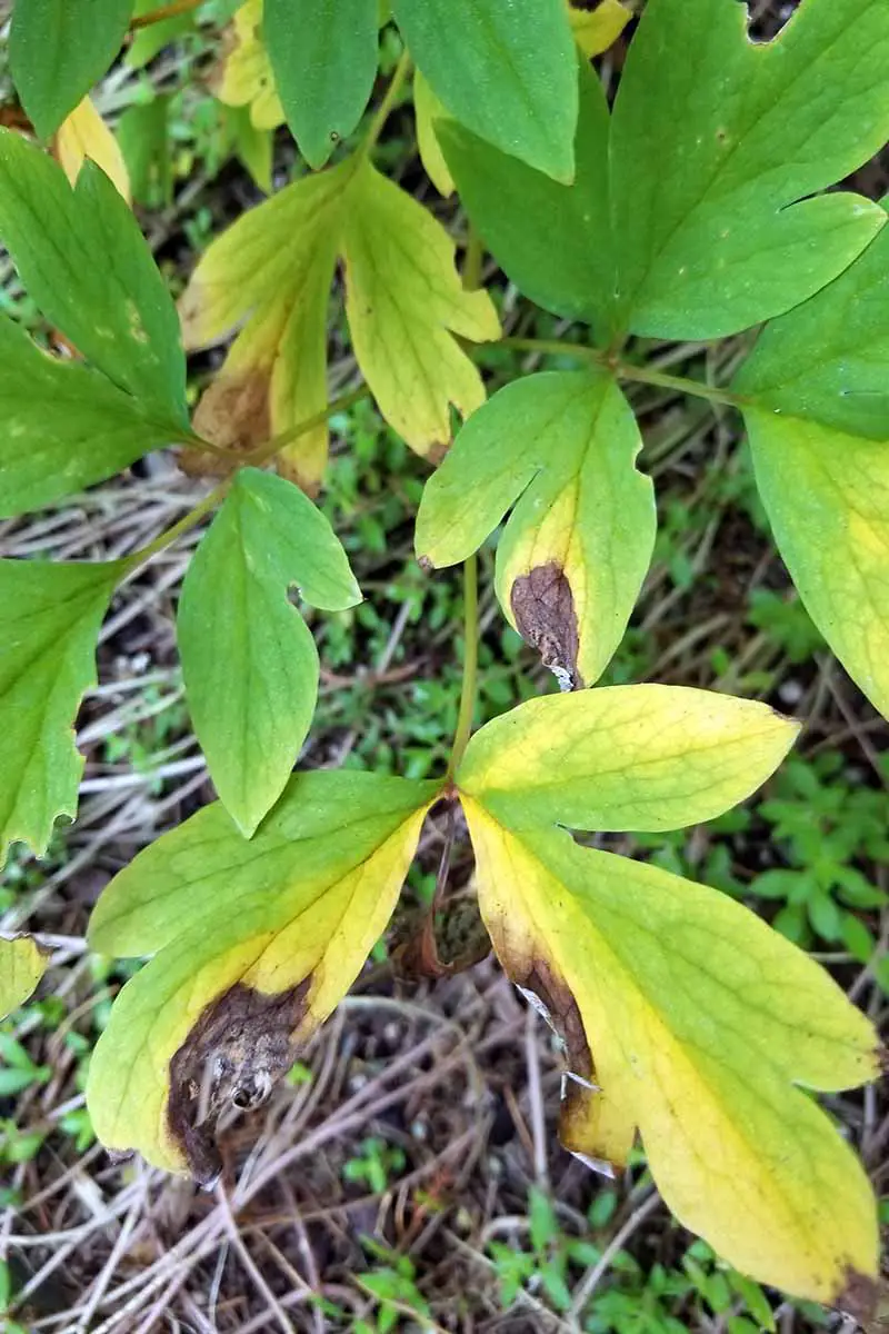 Una imagen vertical de cerca de una planta de corazón sangrante con follaje amarillo y marrón.