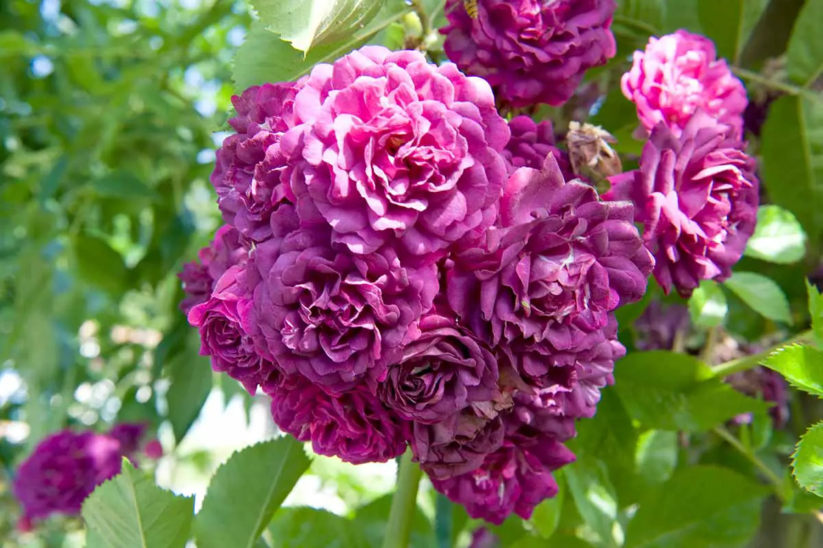 Una imagen horizontal de primer plano de las flores magenta de Rosa 'Bleu Magenta' que crecen en el patio trasero fotografiadas a la luz del sol.