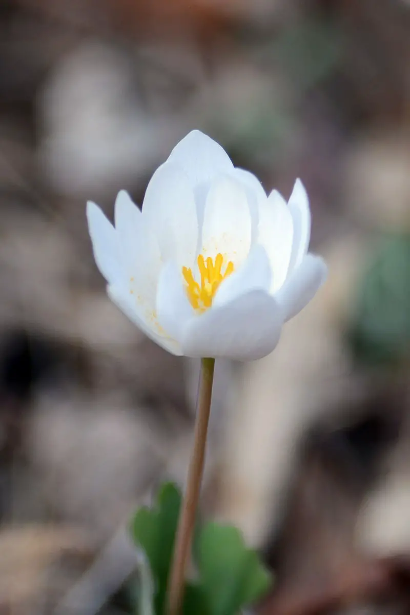 Una imagen vertical de cerca de una sola flor de Sanguinaria canadensis que comienza a abrirse, representada en un fondo de enfoque suave.