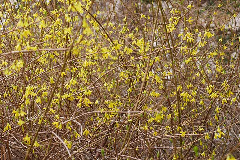 Una imagen horizontal de primer plano de un arbusto forsythia cubierto de flores de primavera amarillas brillantes, representada en un fondo de enfoque suave.