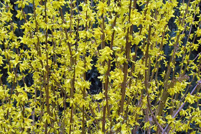 Una imagen horizontal de primer plano de un arbusto de flores de primavera en el jardín de primavera.