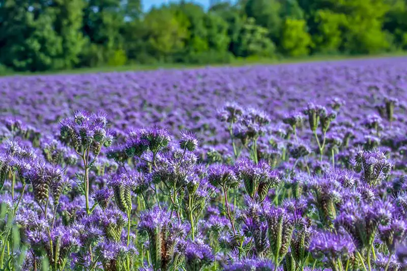 Un campo plantado con facelia como cultivo de cobertura, con flores de color azul brillante que contrastan con el follaje verde, fotografiado bajo la luz del sol, desvaneciéndose en un enfoque suave en el fondo.