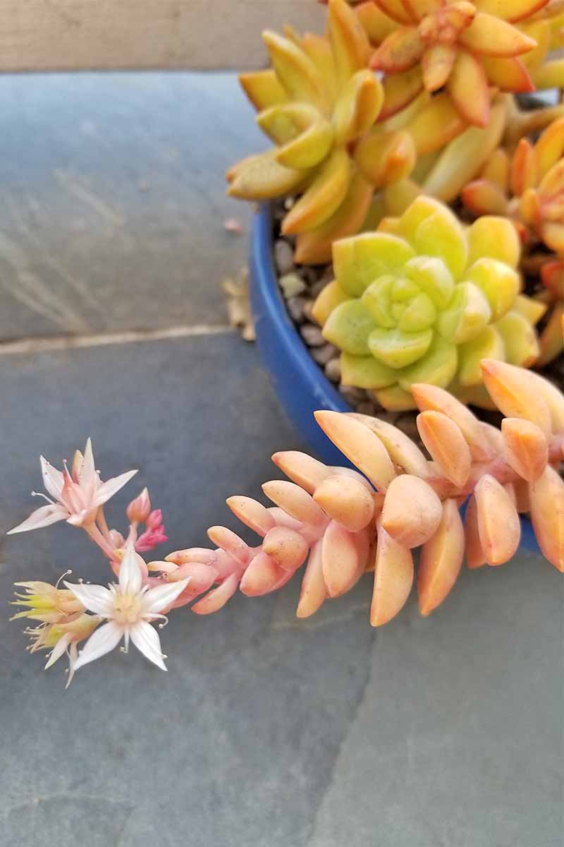 Un tallo largo, rosado y suculento con flores blancas en forma de estrella en el extremo está en primer plano, con una pequeña maceta poco profunda con más especímenes verdes y naranjas detrás, sobre una teja de pizarra.
