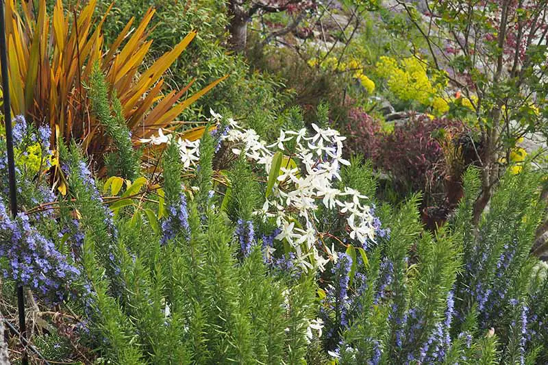 Una escena de jardín en una ladera plantada con varias hierbas y flores, pequeñas flores de romero azul contrastan con flores blancas y hojas verdes.