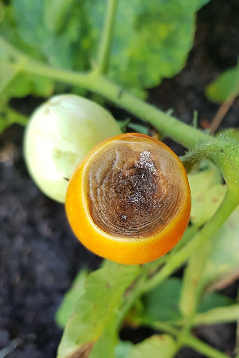 Una imagen vertical de primer plano de un tomate naranja que ha desarrollado una enfermedad conocida como podredumbre apical, causada por una deficiencia de calcio en las células.  A la izquierda del marco y en el fondo hay follaje y frutos verdes en un enfoque suave.