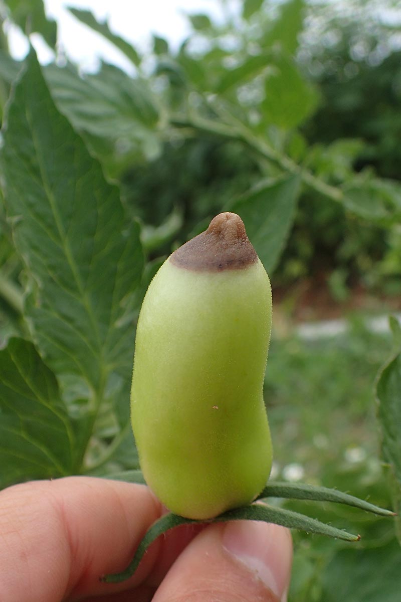 Una imagen vertical de una mano desde la parte inferior del marco agarrando una pequeña fruta verde con una parte enferma en la parte inferior, sobre un fondo de enfoque suave.